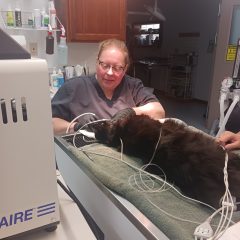 Cheryl is a registered veterinary technician